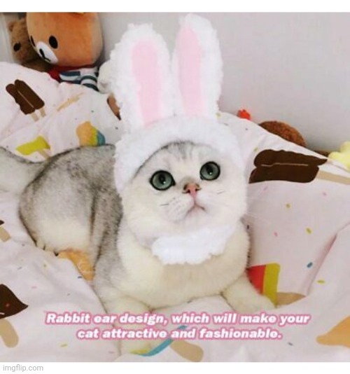 Bunny-Ears | image tagged in cute cat,bunnies | made w/ Imgflip meme maker