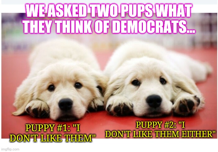 Everyone loves Puppies but... | WE ASKED TWO PUPS WHAT THEY THINK OF DEMOCRATS... PUPPY #1: "I DON'T LIKE THEM"; PUPPY #2: "I DON'T LIKE THEM EITHER" | image tagged in let the hate flow through you,dissapointed puppy,libtards | made w/ Imgflip meme maker