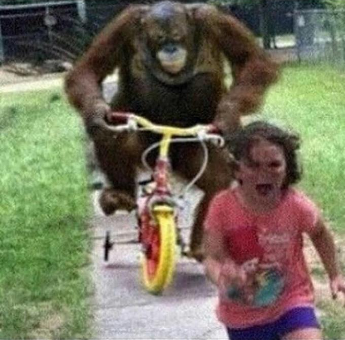 High Quality Bike Monkey Blank Meme Template