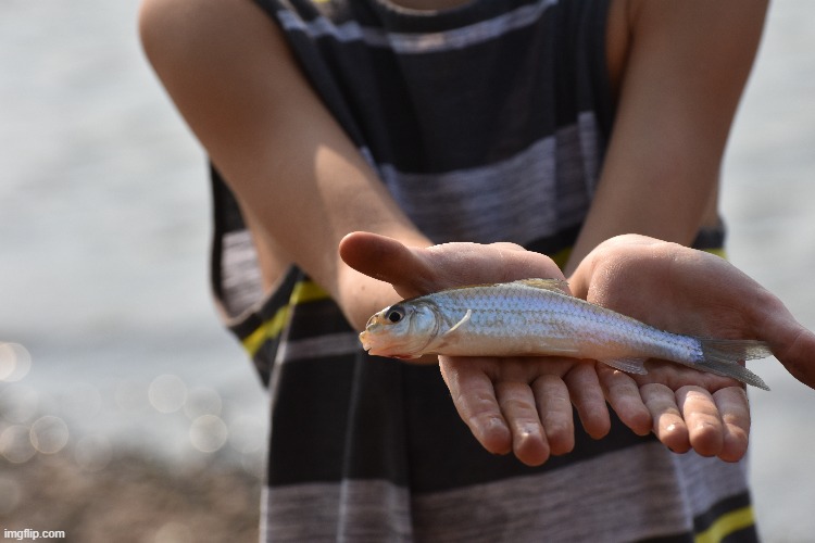 now thats a big minnow | image tagged in minnow,shiner | made w/ Imgflip meme maker