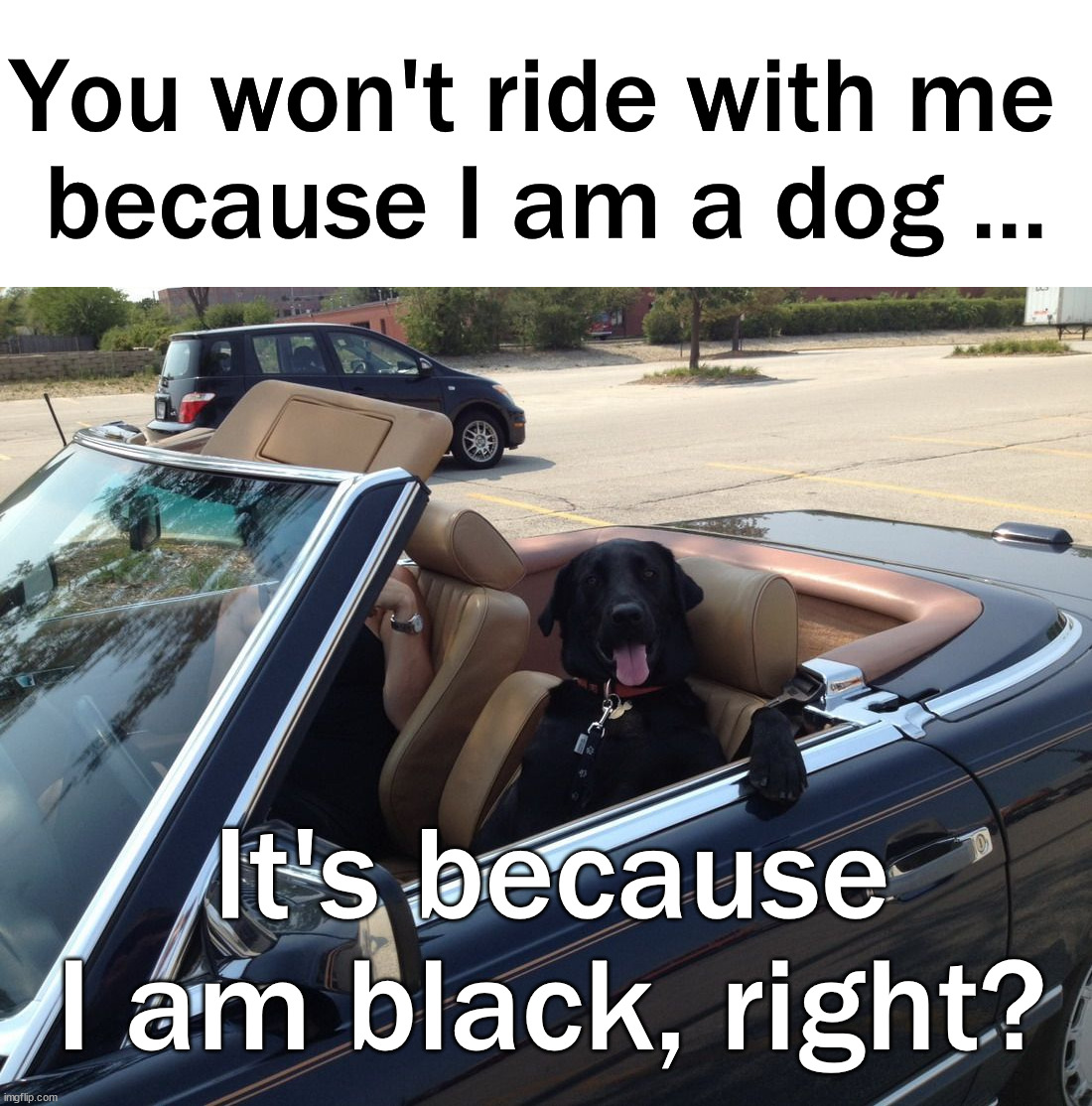 You won't ride with me 
because I am a dog ... It's because I am black, right? | image tagged in dark humor | made w/ Imgflip meme maker