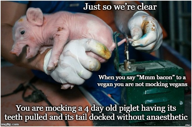 Bacon | When you say “Mmm bacon” to a 
vegan you are not mocking vegans; minkpen | image tagged in vegan,bacon,ham,pork,farming,piglet | made w/ Imgflip meme maker