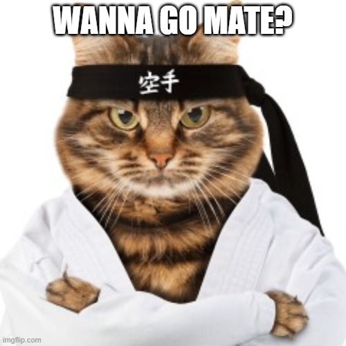 Karate Cat | WANNA GO MATE? | image tagged in karate cat,funny,cat,cats,funny cats | made w/ Imgflip meme maker