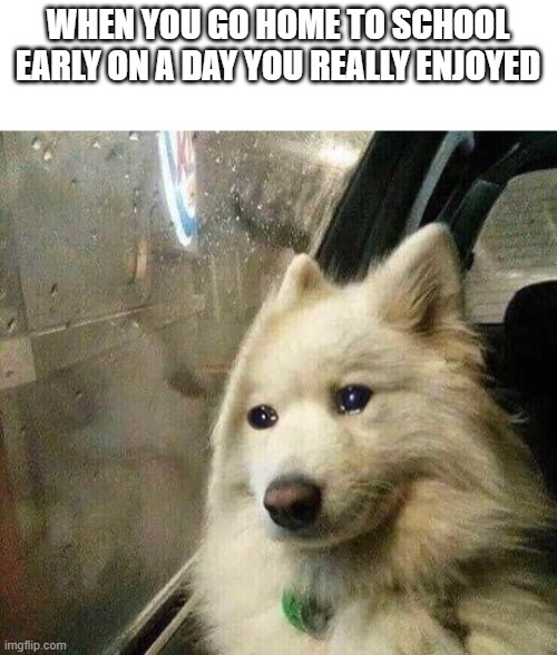 This happened to me once... | WHEN YOU GO HOME TO SCHOOL EARLY ON A DAY YOU REALLY ENJOYED | image tagged in sad dog | made w/ Imgflip meme maker