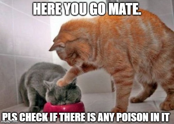 Poisoned food? | HERE YOU GO MATE. PLS CHECK IF THERE IS ANY POISON IN IT | image tagged in force feed cat,poison,food,funny,cat,cats | made w/ Imgflip meme maker