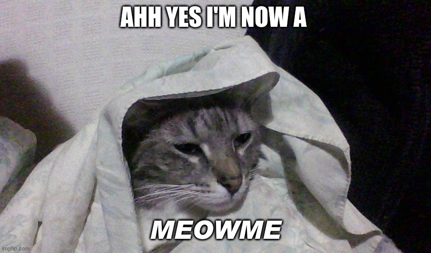 MEOWME | AHH YES I'M NOW A; MEOWME | image tagged in cats,meme | made w/ Imgflip meme maker