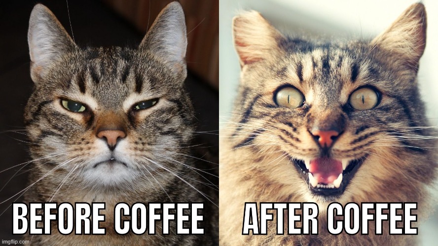 Funny Cat Coffee | image tagged in coffee,funny memes,funny cats,coffee cup,dank memes | made w/ Imgflip meme maker