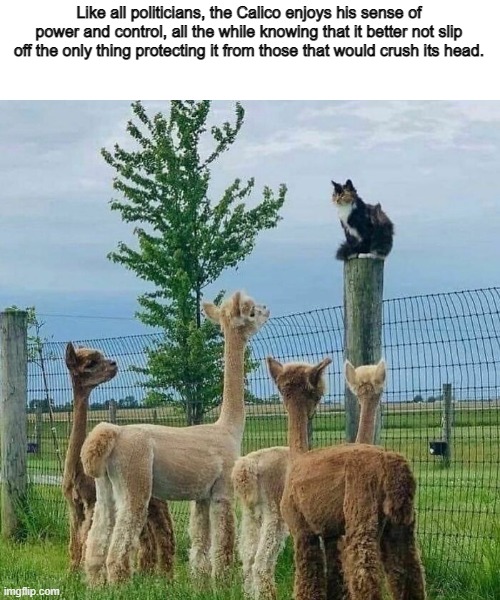 Like all politicians, the Calico enjoys his sense of power and control, all the while knowing that it better not slip off the only thing protecting it from those that would crush its head. | image tagged in funny | made w/ Imgflip meme maker