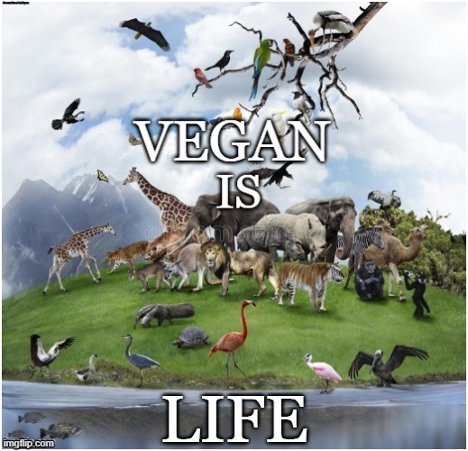 Vegan is Life | image tagged in vegan,animals,compassion,farming,meat,dairy | made w/ Imgflip meme maker