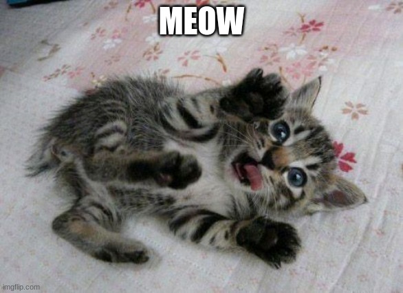 Cute Kitten | MEOW | image tagged in cute kitten | made w/ Imgflip meme maker