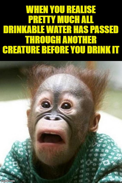 Shocked Monkey | WHEN YOU REALISE PRETTY MUCH ALL DRINKABLE WATER HAS PASSED THROUGH ANOTHER CREATURE BEFORE YOU DRINK IT | image tagged in shocked monkey | made w/ Imgflip meme maker