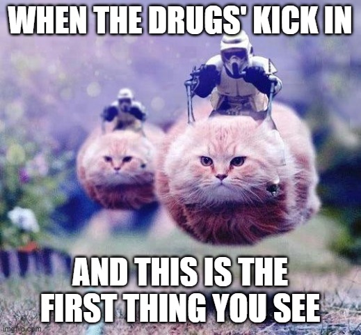 Storm Trooper Cats | WHEN THE DRUGS' KICK IN; AND THIS IS THE FIRST THING YOU SEE | image tagged in storm trooper cats | made w/ Imgflip meme maker