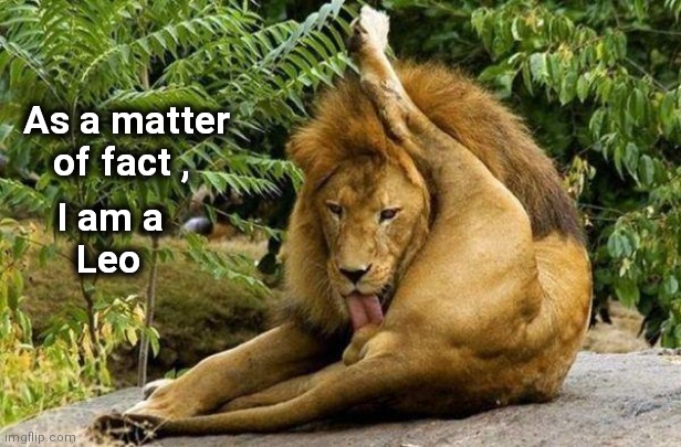 lion licking balls | As a matter 
     of fact , I am a
     Leo | image tagged in lion licking balls | made w/ Imgflip meme maker