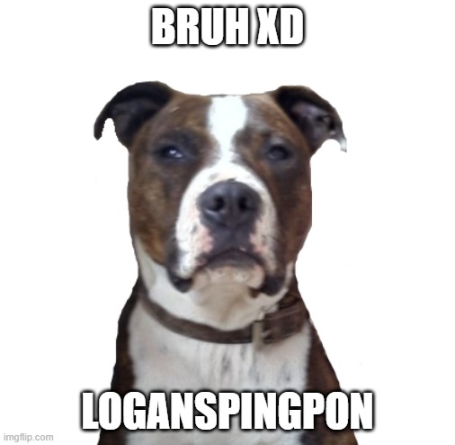 bruh | BRUH XD; LOGANSPINGPON | image tagged in funny memes | made w/ Imgflip meme maker