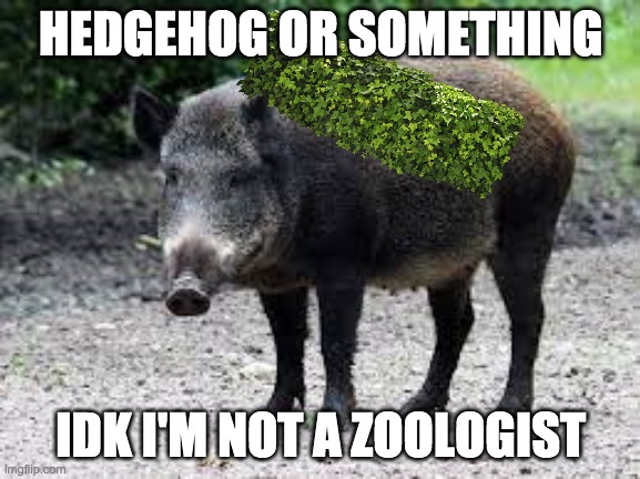 HEDGEHOG OR SOMETHING; IDK I'M NOT A ZOOLOGIST | image tagged in unfunny | made w/ Imgflip meme maker