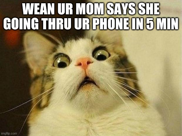 scared | WEAN UR MOM SAYS SHE GOING THRU UR PHONE IN 5 MIN | image tagged in memes,scared cat | made w/ Imgflip meme maker