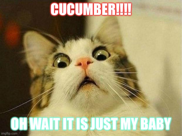 Scared Cat | CUCUMBER!!!! OH WAIT IT IS JUST MY BABY | image tagged in memes,scared cat | made w/ Imgflip meme maker