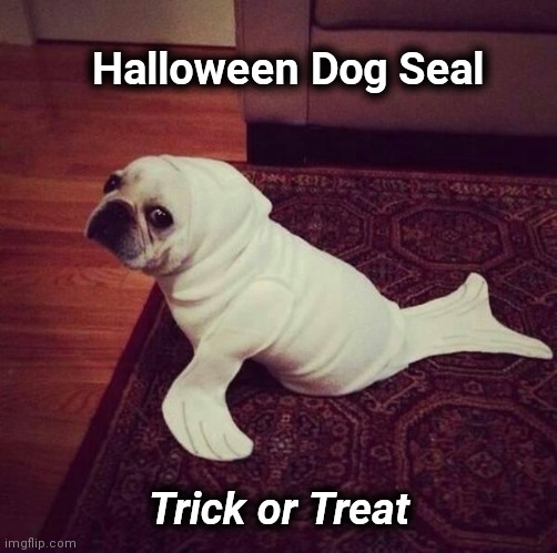 Halloween Dog Seal | Halloween Dog Seal Trick or Treat | image tagged in halloween dog seal | made w/ Imgflip meme maker