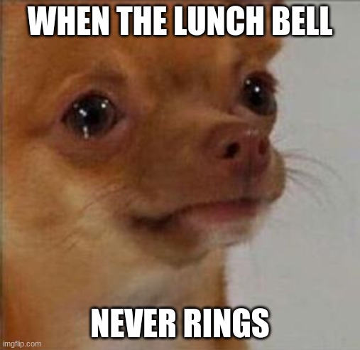 Me every day at school | WHEN THE LUNCH BELL; NEVER RINGS | image tagged in funny dog memes,school | made w/ Imgflip meme maker