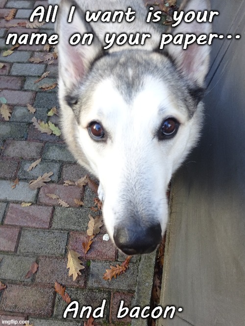 Name on your paper | All I want is your name on your paper... And bacon. | image tagged in dog | made w/ Imgflip meme maker