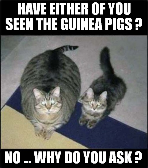 That's A Suspiciously Fat Cat ! | HAVE EITHER OF YOU SEEN THE GUINEA PIGS ? NO ... WHY DO YOU ASK ? | image tagged in cats,fat cat,eating,guinea pig | made w/ Imgflip meme maker