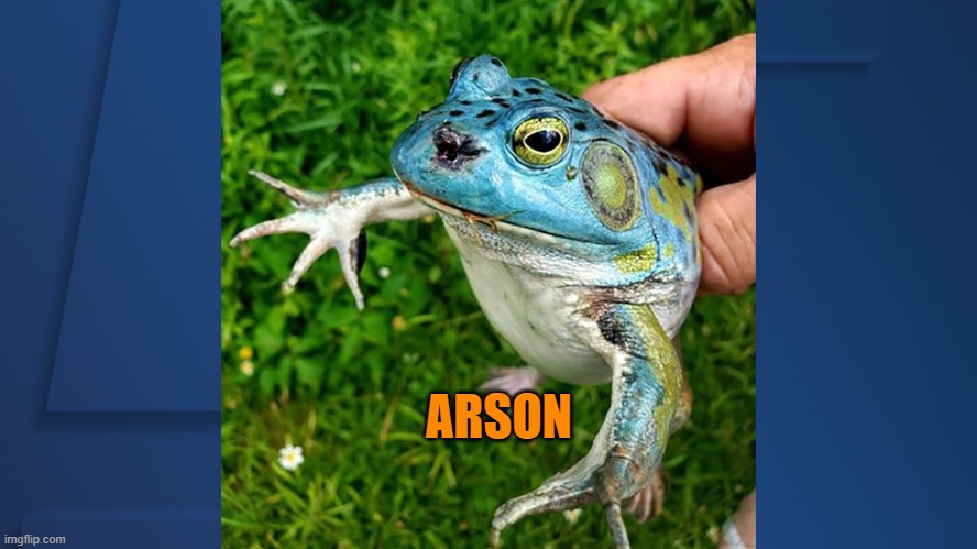 arson | ARSON | image tagged in bullfrog | made w/ Imgflip meme maker
