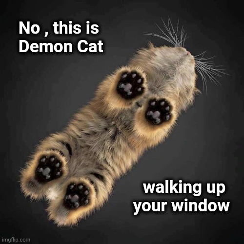 No , this is
    Demon Cat walking up    
your window | made w/ Imgflip meme maker