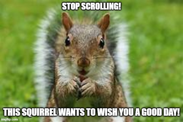here is a squirrel to brighten your day :) | STOP SCROLLING! THIS SQUIRREL WANTS TO WISH YOU A GOOD DAY! | image tagged in squirrel,memes,wholesome | made w/ Imgflip meme maker