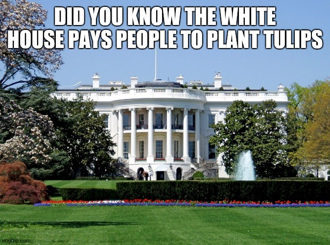 White House | DID YOU KNOW THE WHITE HOUSE PAYS PEOPLE TO PLANT TULIPS | image tagged in white house | made w/ Imgflip meme maker