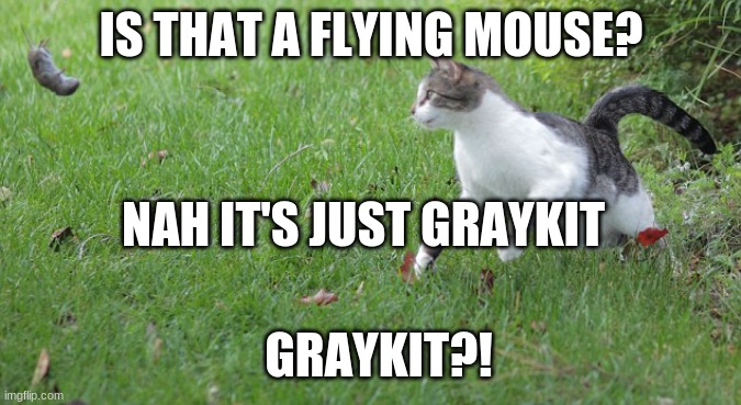 Warrior cat meme | IS THAT A FLYING MOUSE? NAH IT'S JUST GRAYKIT; GRAYKIT?! | image tagged in warrior cat meme | made w/ Imgflip meme maker