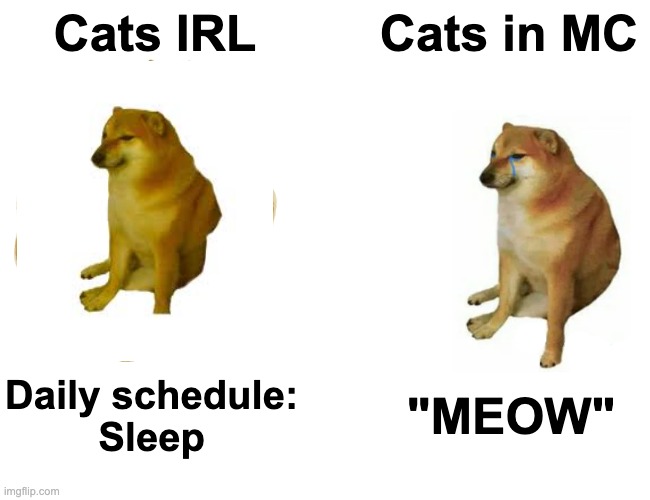Buff Doge vs. Cheems | Cats IRL; Cats in MC; Daily schedule:
Sleep; "MEOW" | image tagged in memes,buff doge vs cheems | made w/ Imgflip meme maker