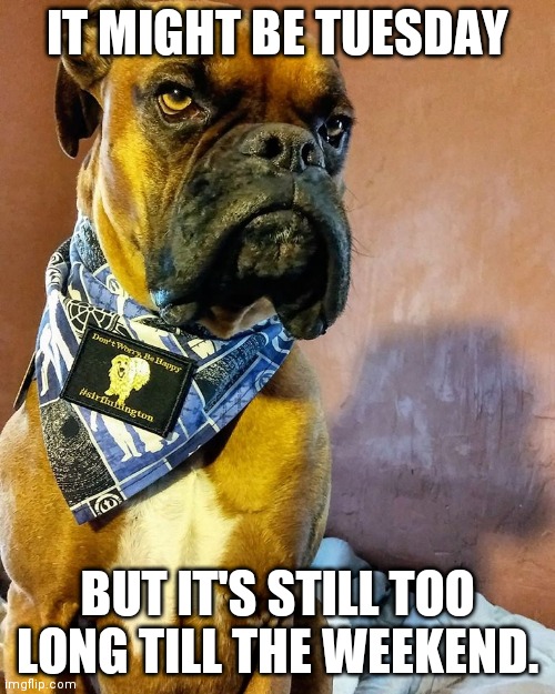Grumpy Dog | IT MIGHT BE TUESDAY; BUT IT'S STILL TOO LONG TILL THE WEEKEND. | image tagged in grumpy dog | made w/ Imgflip meme maker
