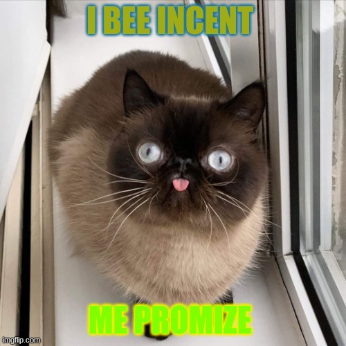 Innocent Cat | I BEE INCENT; ME PROMIZE | image tagged in innocent cat,derp | made w/ Imgflip meme maker