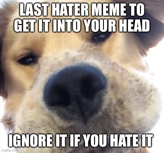 Doggo bruh | LAST HATER MEME TO GET IT INTO YOUR HEAD; IGNORE IT IF YOU HATE IT | image tagged in doggo bruh | made w/ Imgflip meme maker