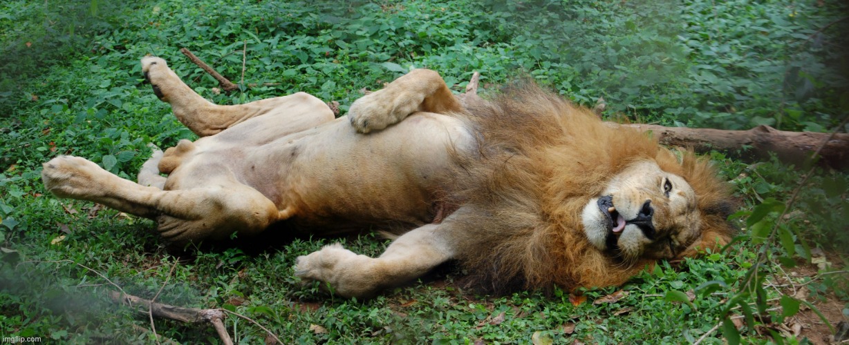 Lazy lion | image tagged in lazy lion | made w/ Imgflip meme maker