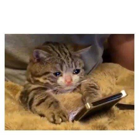 crying cat phone Blank Meme Template