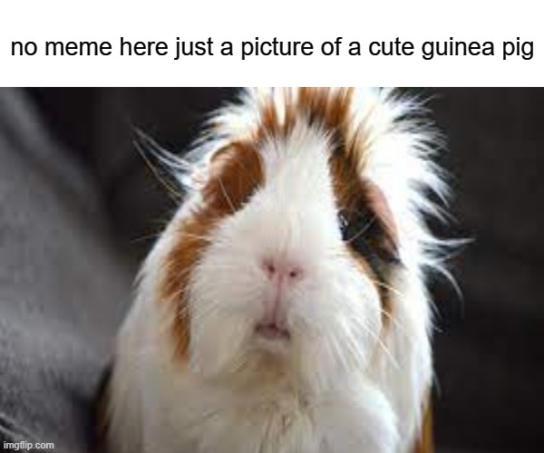 free purple yam | no meme here just a picture of a cute guinea pig | image tagged in memes,distracted boyfriend | made w/ Imgflip meme maker
