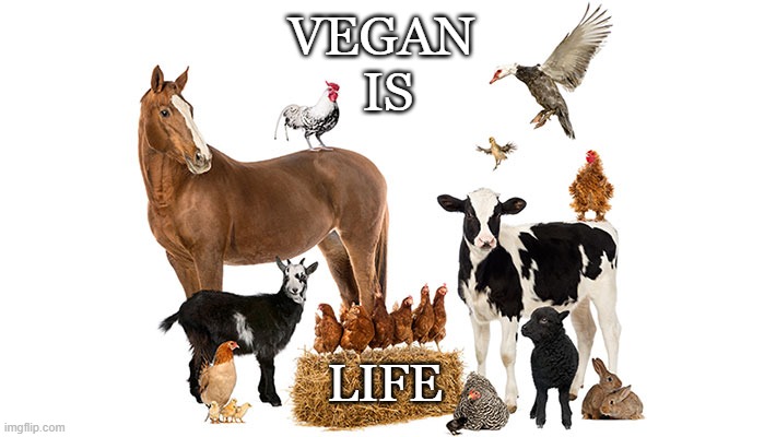 Vegan is Life | VEGAN 
IS; LIFE | image tagged in vegan,animals,compassion,empathy,farming,meat | made w/ Imgflip meme maker
