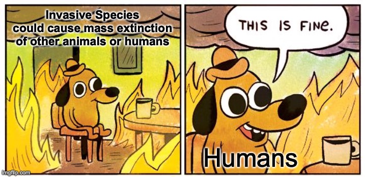 This Is Fine Meme | Invasive Species could cause mass extinction of other animals or humans; Humans | image tagged in memes,this is fine | made w/ Imgflip meme maker