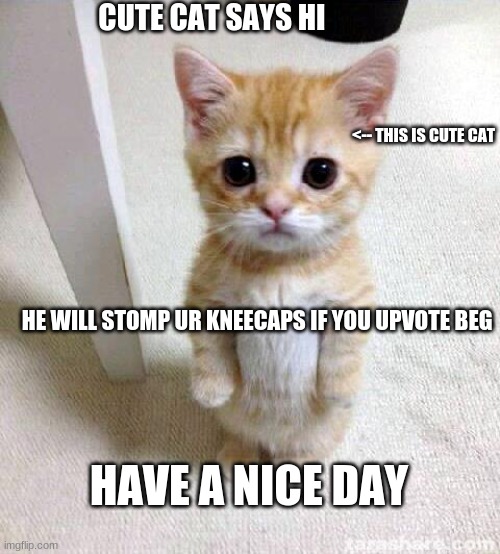 NO UPVOTE BEG |  CUTE CAT SAYS HI; <-- THIS IS CUTE CAT; HE WILL STOMP UR KNEECAPS IF YOU UPVOTE BEG; HAVE A NICE DAY | image tagged in memes,cute cat,barney will eat all of your delectable biscuits | made w/ Imgflip meme maker