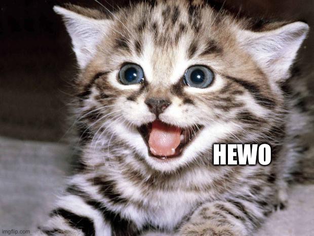 Uber Cute Cat | HEWO | image tagged in uber cute cat | made w/ Imgflip meme maker
