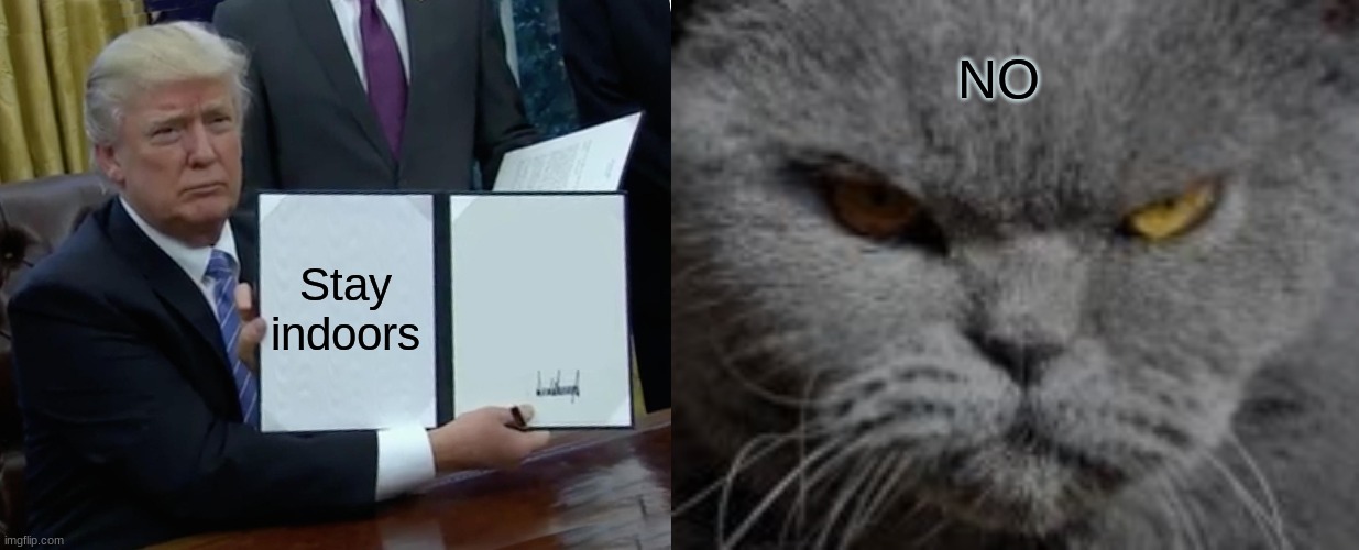 The world | NO; Stay indoors | image tagged in memes,trump bill signing,mad cat | made w/ Imgflip meme maker
