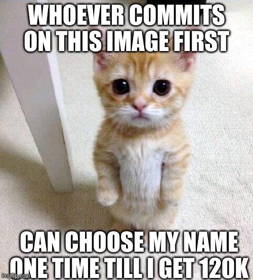 ur choice | WHOEVER COMMITS ON THIS IMAGE FIRST; CAN CHOOSE MY NAME ONE TIME TILL I GET 120K | image tagged in memes,cute cat | made w/ Imgflip meme maker