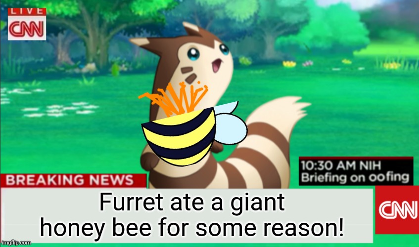 Breaking News Furret | Furret ate a giant honey bee for some reason! | image tagged in breaking news furret | made w/ Imgflip meme maker