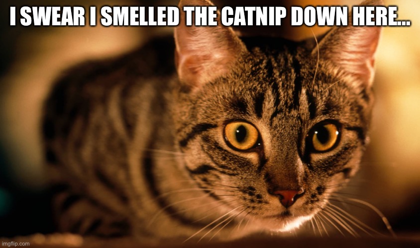 Where’s the ‘nip? | I SWEAR I SMELLED THE CATNIP DOWN HERE... | image tagged in catnip,cats,yummy | made w/ Imgflip meme maker
