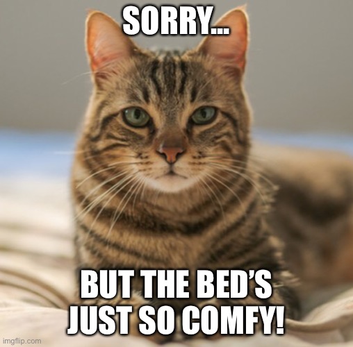 Cat go brrrrrrrr | SORRY... BUT THE BED’S JUST SO COMFY! | image tagged in cat | made w/ Imgflip meme maker