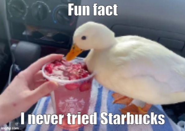 duckie | Fun fact; I never tried Starbucks | made w/ Imgflip meme maker