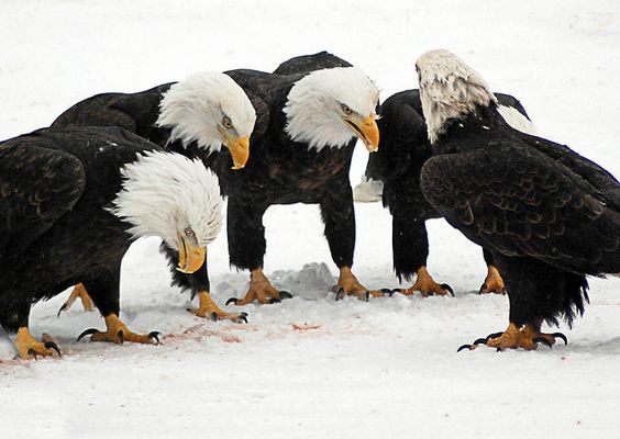 eagles Blank Meme Template