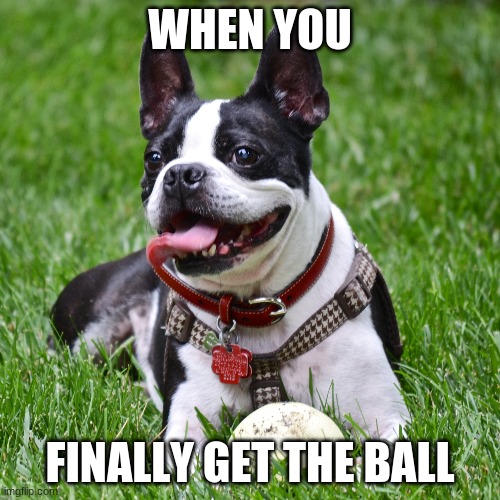 lifes good | WHEN YOU; FINALLY GET THE BALL | image tagged in dogs,funny memes,funny,balls,funny dogs,happy | made w/ Imgflip meme maker