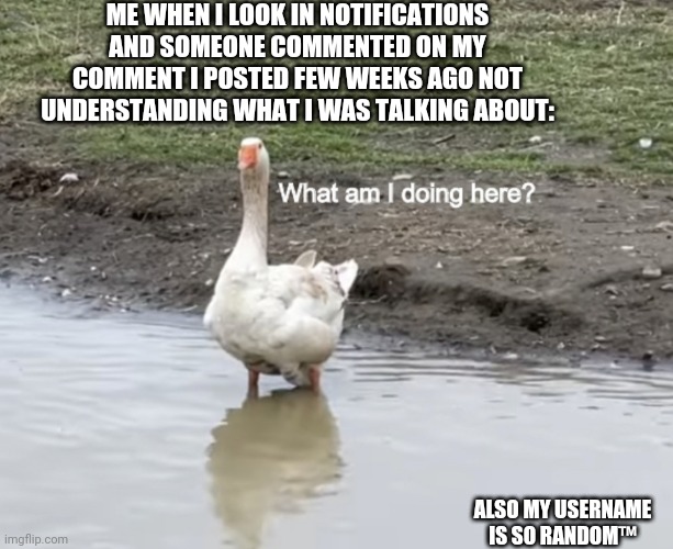 This is a cool way to make things strange™ | ME WHEN I LOOK IN NOTIFICATIONS AND SOMEONE COMMENTED ON MY COMMENT I POSTED FEW WEEKS AGO NOT UNDERSTANDING WHAT I WAS TALKING ABOUT:; ALSO MY USERNAME IS SO RANDOM™ | image tagged in what am i doing here,comments,notifications | made w/ Imgflip meme maker